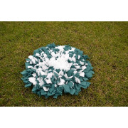 Čmuchací kobereček bílozelený