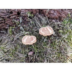 Dřevěné náušnice - puzety "morče"